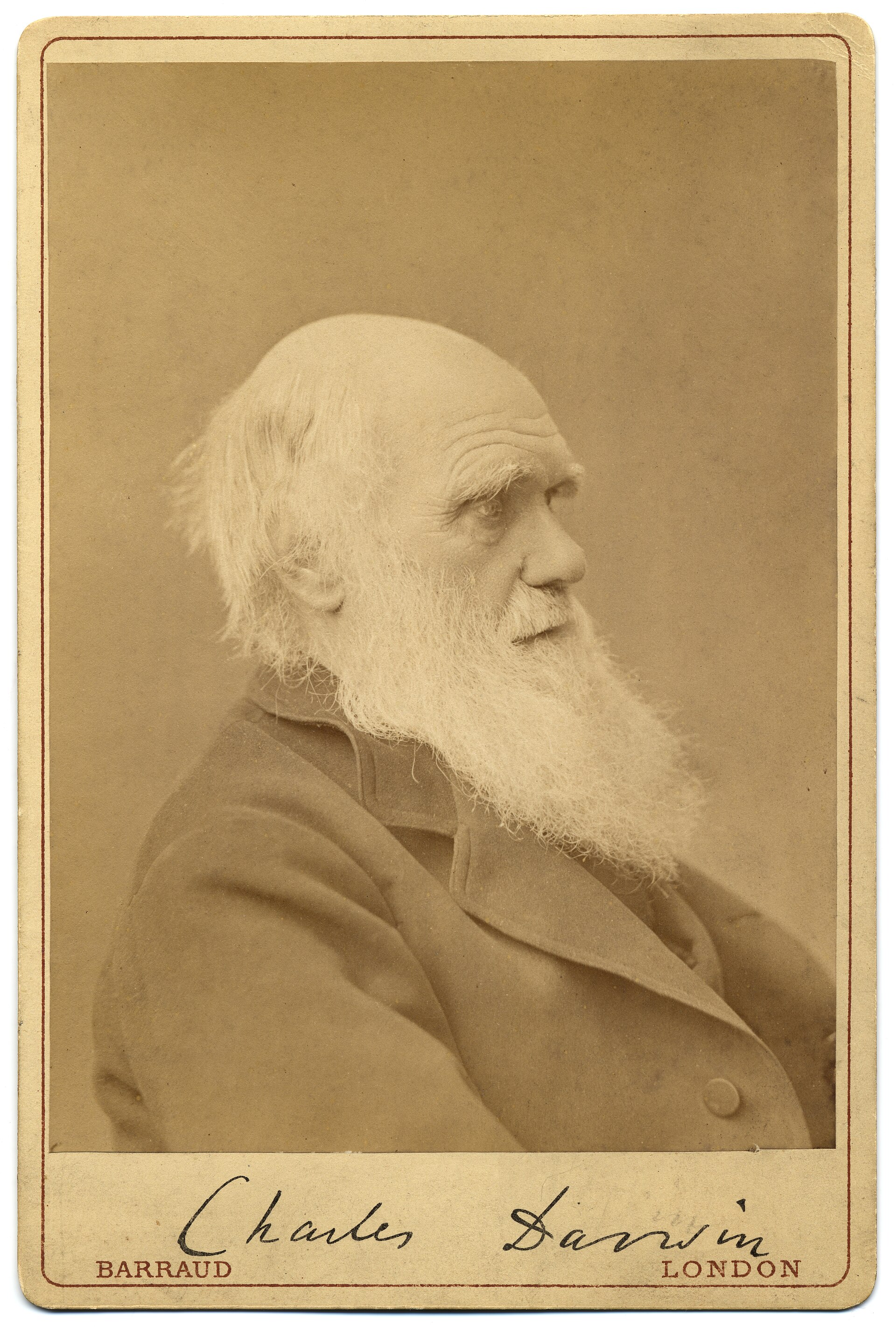 Bust-length portrait of Charles Darwin from the 1880s.