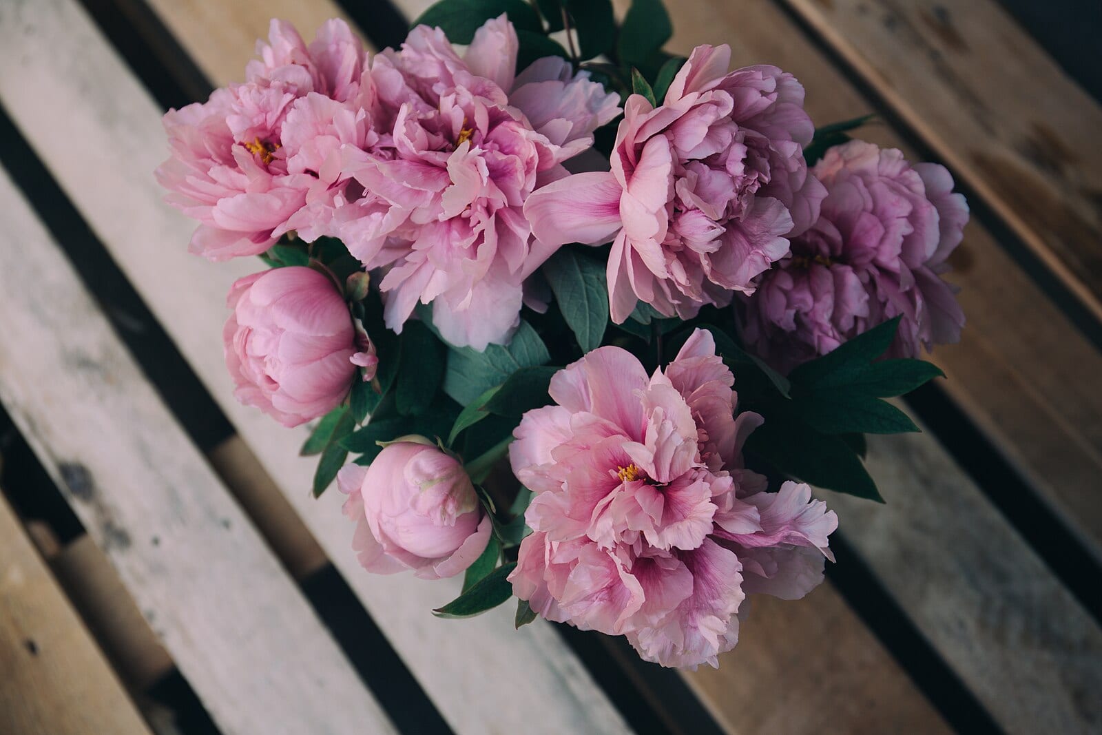 Peonies — her dearest. By the fence they bloomed every May and their scent reached the kitchen.