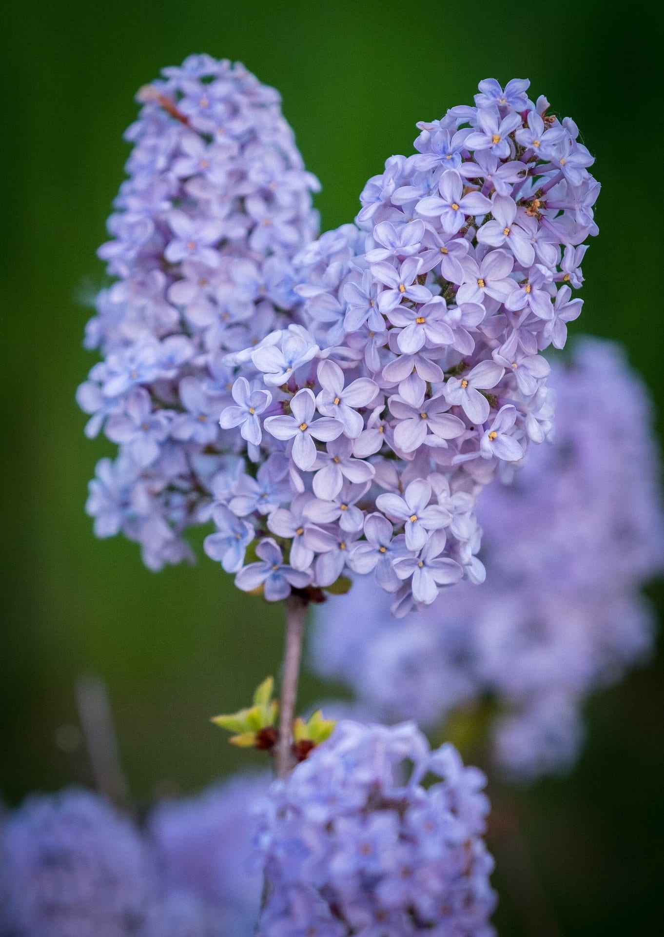 The lilac by the gate — when it bloomed, the whole of Kvetná Street was fragrant.