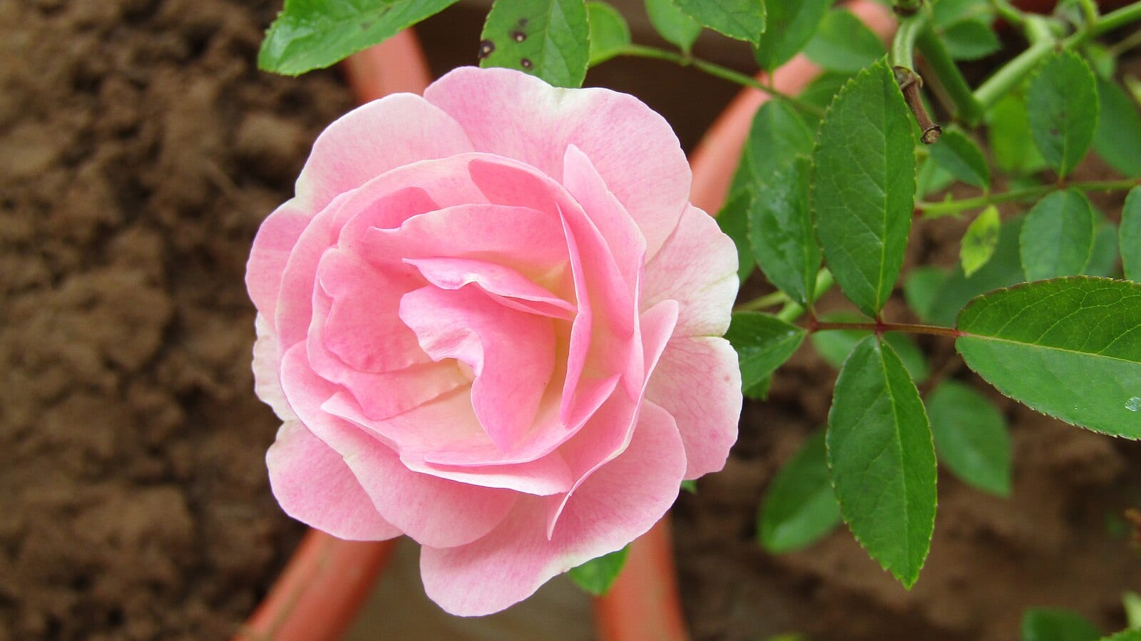 A rose from Mrs Vargová — a cutting over the fence, said to be the lucky one.