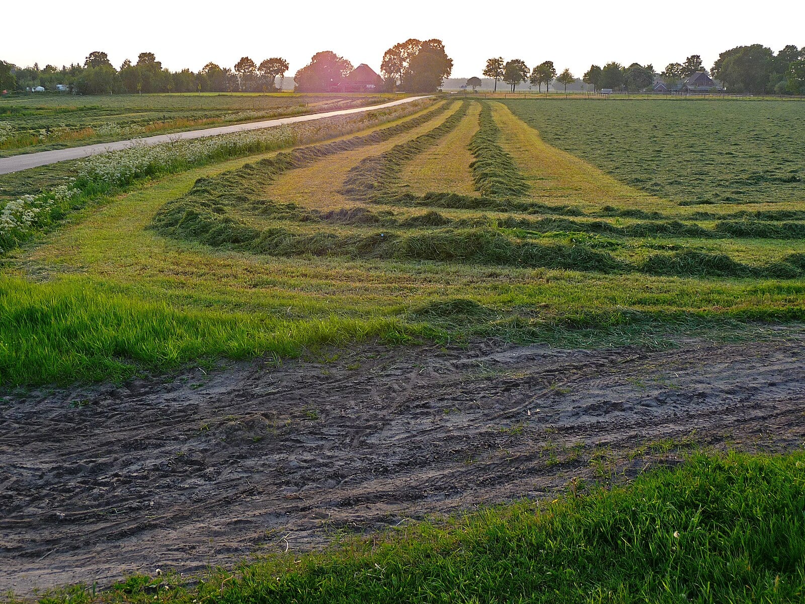 The fields beyond Trnava, where she and Jozef walked on summer evenings.